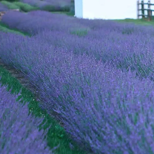 groupon lavender plants Phenomenal' Lavender