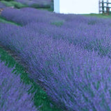 Phenomenal lavender in a nursery pot with purple blooms