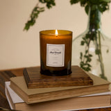 Laurel Candle plant with glossy green leaves in a pot