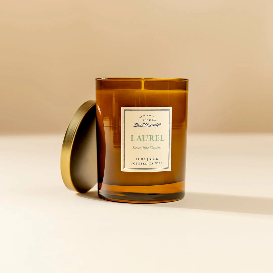 Laurel Candle plant in a pot with green foliage