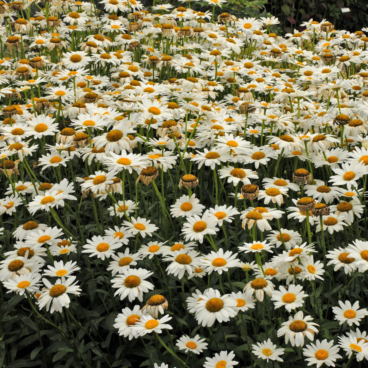 Becky Shasta daisy in a nursery pot, white blooms