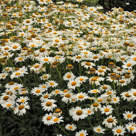 Becky Shasta daisy in a nursery pot, white blooms
