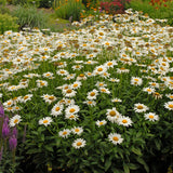 Becky Shasta daisy in a pot with white blooms