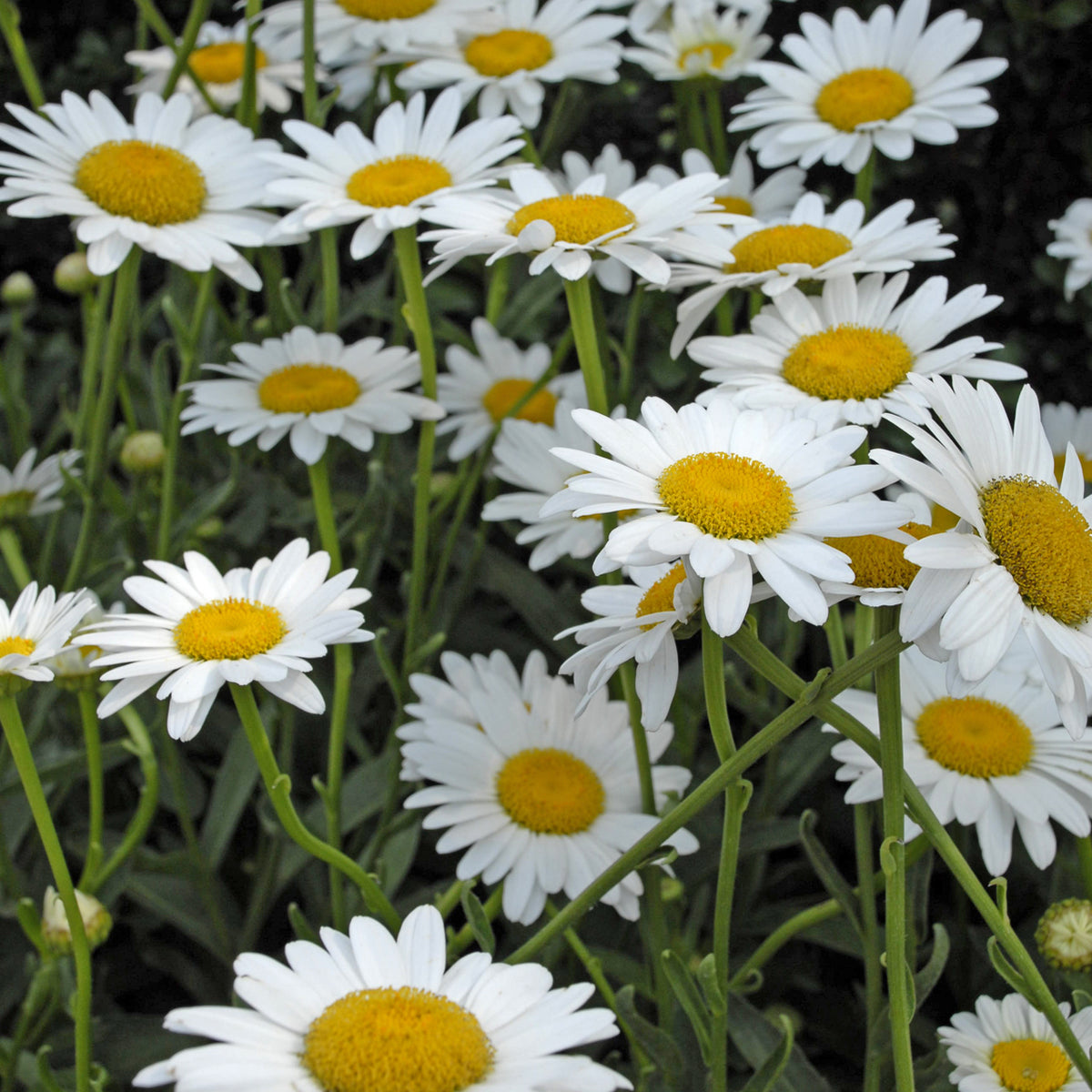 Becky' Shasta daisy in bloom in a nursery pot