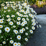 Becky Shasta daisy in bloom with white petals and yellow center