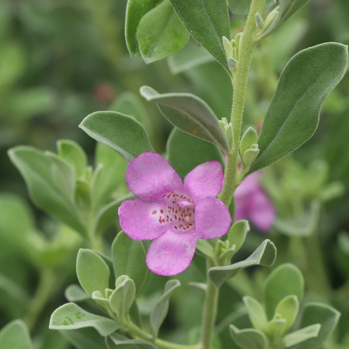 Silver Texas sage in a pot with silvery foliage