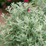 Silver Texas Sage in a pot with silvery foliage