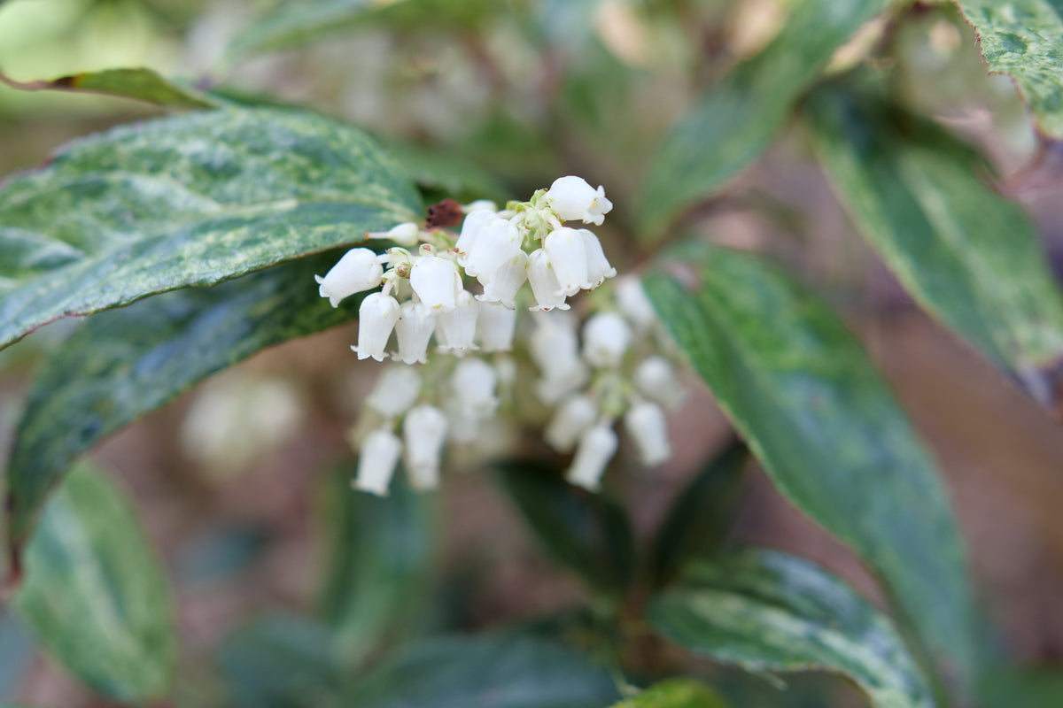 PAISLEY PUP® Doghobble | Proven Winners® – Creekside Nursery, Inc