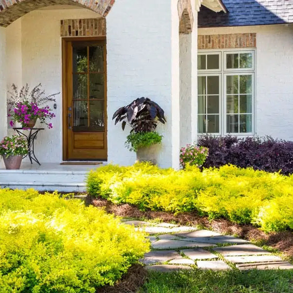 Ligustrum 'Sunshine' – Creekside Nursery, Inc