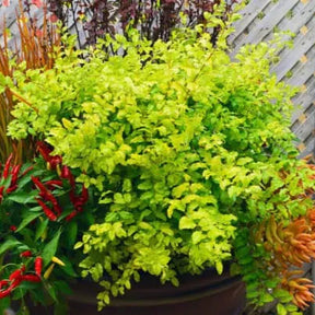 Ligustrum 'Sunshine' in a nursery pot with bright yellow leaves