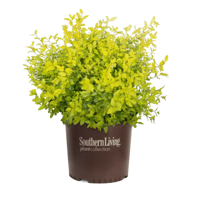 Ligustrum 'Sunshine' with bright yellow-green foliage in a pot