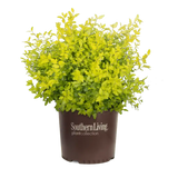Ligustrum 'Sunshine' with bright yellow-green foliage in a pot