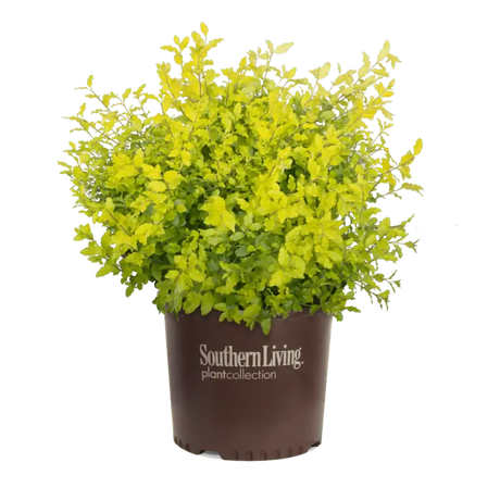 Ligustrum 'Sunshine' with bright yellow-green foliage in a pot