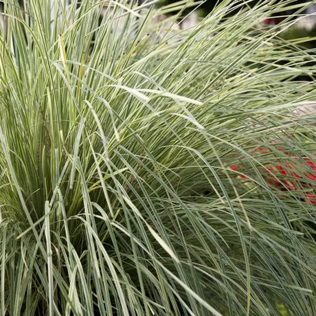 Lomandra Platinum Beauty in a nursery pot