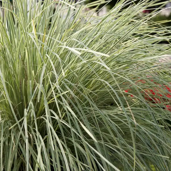 Lomandra Platinum Beauty in a nursery pot