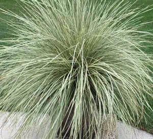 Lomandra Platinum Beauty in a nursery pot