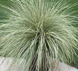 Lomandra Platinum Beauty in a nursery pot