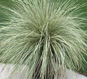 Lomandra Platinum Beauty in a nursery pot