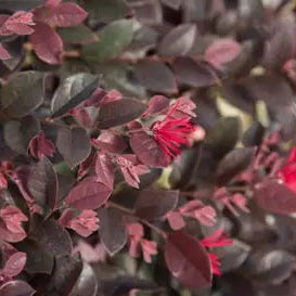 Purple Daydream dwarf loropetalum in a nursery pot