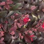 Purple Daydream dwarf loropetalum in a nursery pot