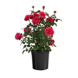Loves Me, Loves Me Not™ rose in a nursery pot
