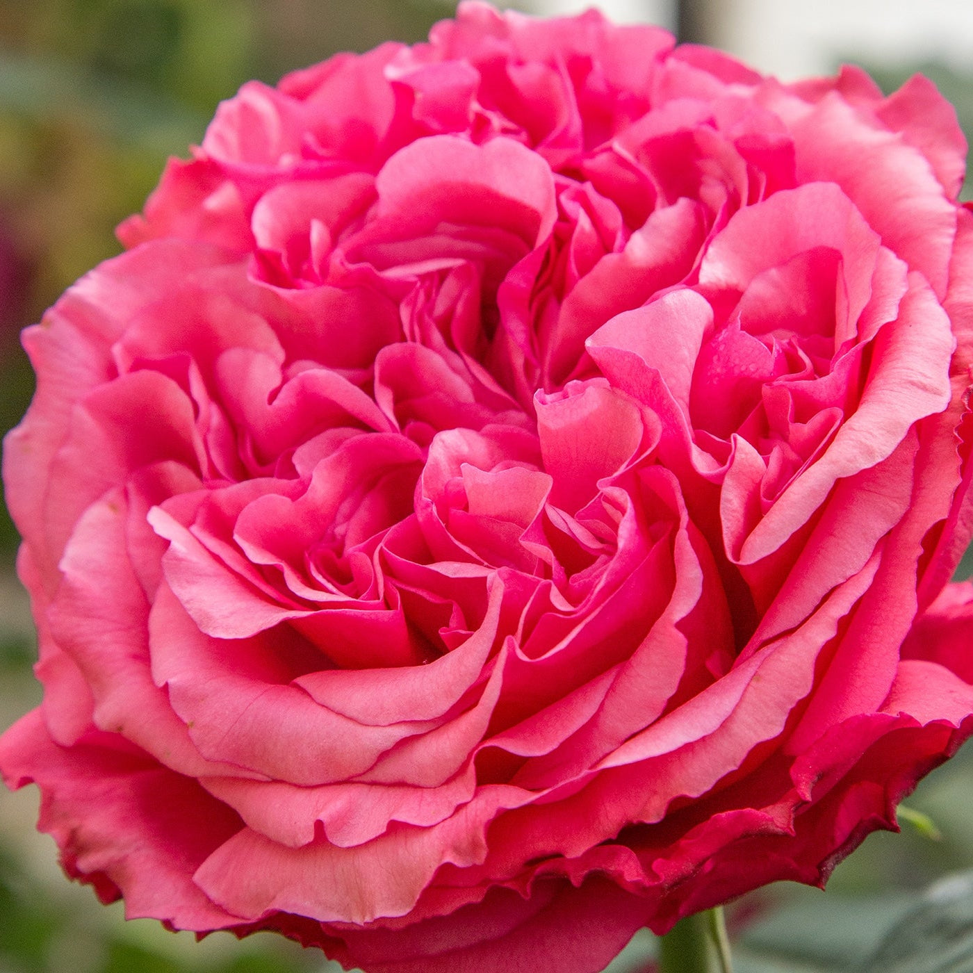 Loves Me, Loves Me Not™ Rose | Star® Roses – Creekside Nursery, Inc
