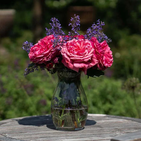 Loves Me, Loves Me Not™ rose with pink blooms in a pot