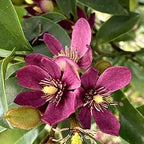 Stellar Ruby magnolia with pink flowers in a pot