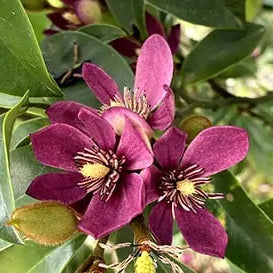 Stellar Ruby magnolia with pink flowers in a pot