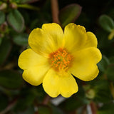 Gold Portulaca with bright yellow flowers in a pot