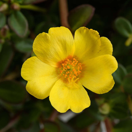 Gold Portulaca with bright yellow flowers in a pot