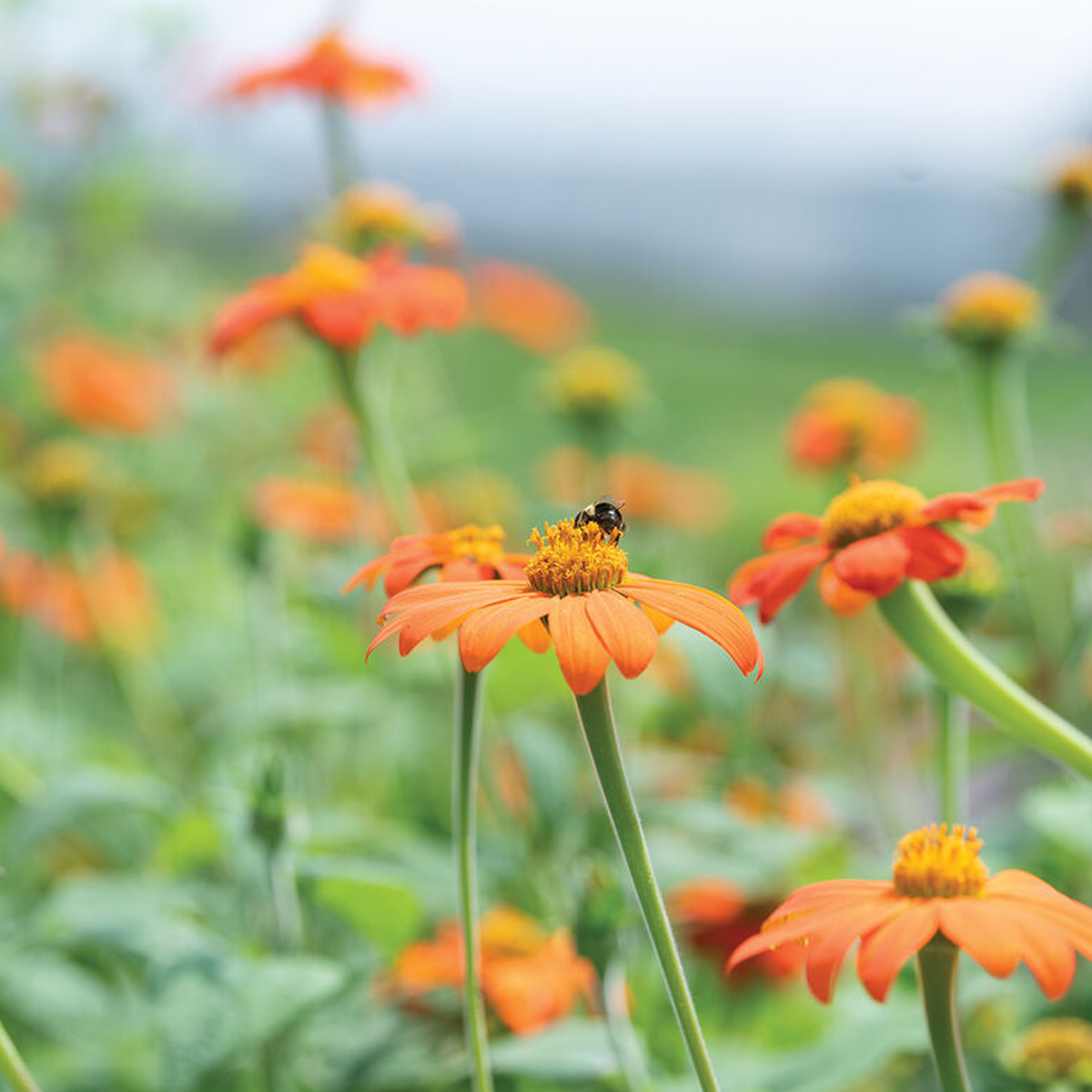 Mexican Sunflower Tithonia Seeds