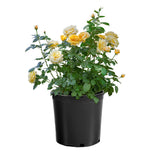 Michelangelo™ rose with pink blooms in a nursery pot