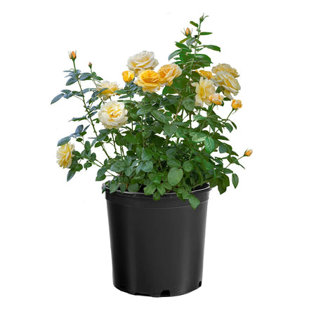 Michelangelo™ rose with pink blooms in a nursery pot
