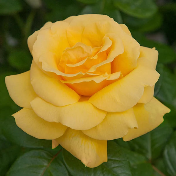 Michelangelo™ rose in bloom with pink flowers and green leaves