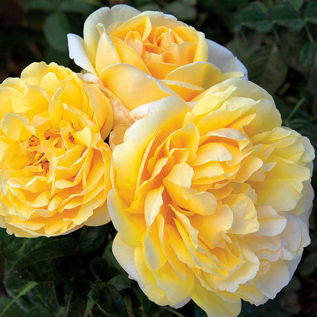 Michelangelo rose blooming in a nursery pot
