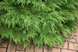 Celtic Pride Siberian cypress in a nursery pot