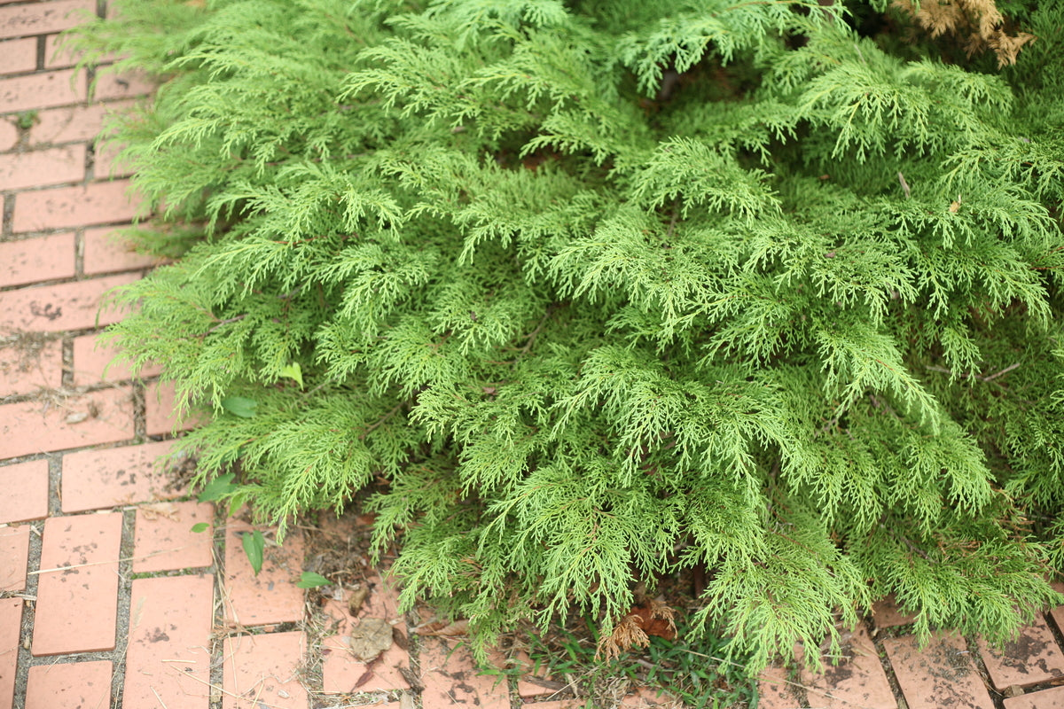 Celtic Pride Siberian cypress in a nursery pot