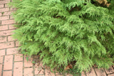 Celtic Pride Siberian cypress in a nursery pot