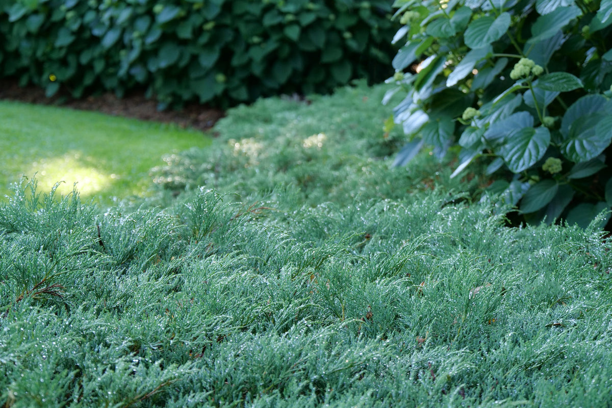 Celtic Pride Siberian cypress in a container