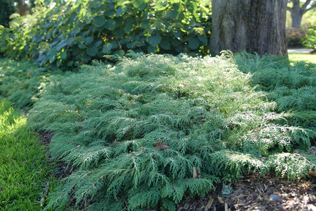 Celtic Pride Siberian cypress in a nursery pot