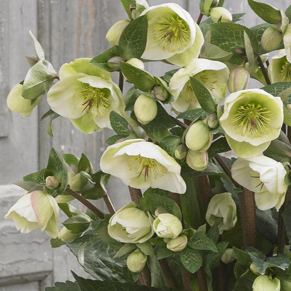 メジロ蓮 FrostKiss™ Moondance Hellebore – Creekside Nursery, Inc