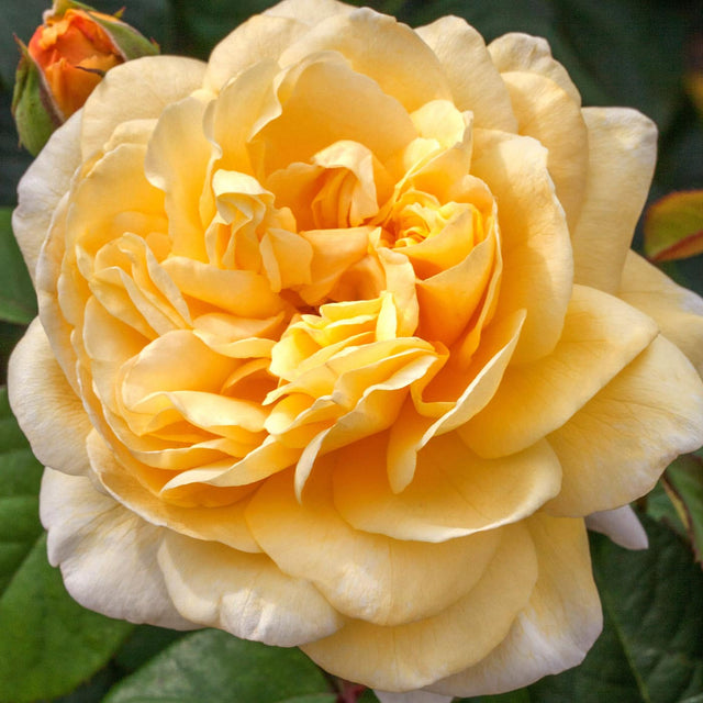Romantica Moonlight Rose in bloom with pale pink petals