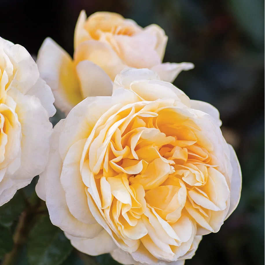 Romantica Moonlight rose blooming in a pot