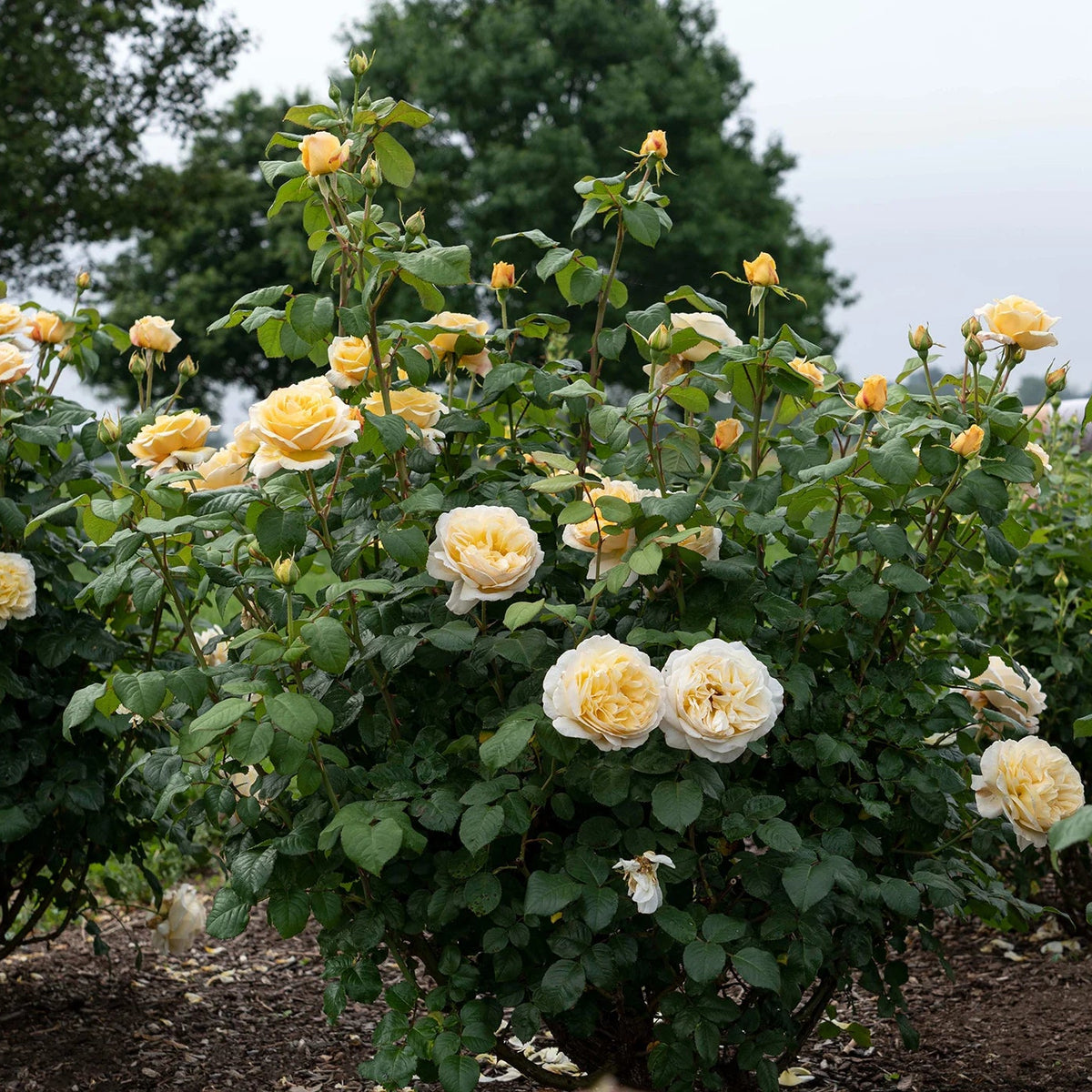 Romantica Moonlight rose blooms in a nursery pot
