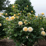 Romantica Moonlight rose blooms in a nursery pot