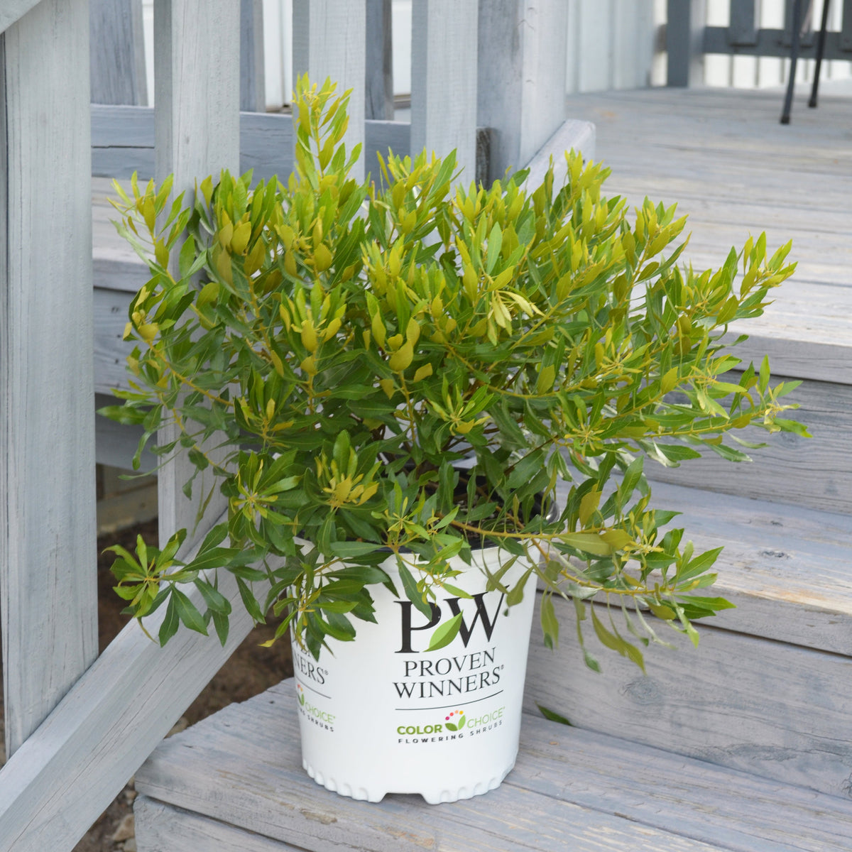 Bayside Bonito Southern Wax Myrtle in a nursery pot