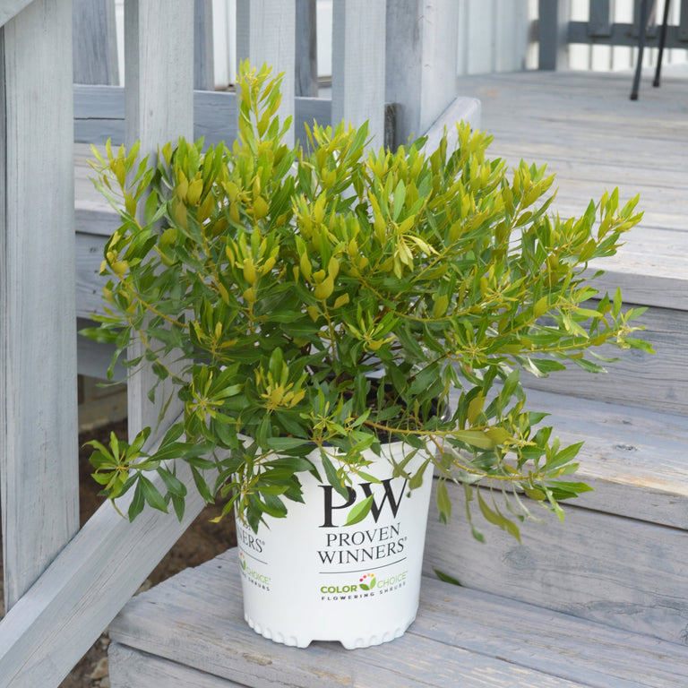 BAYSIDE BONITO® Southern Wax Myrtle