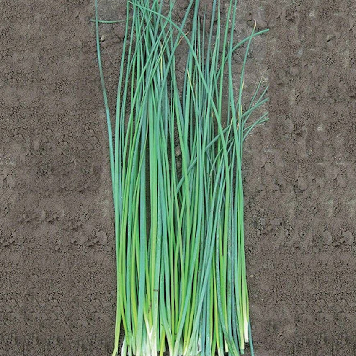 Nelly Organic Chive Seeds