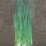 Nelly Organic Chive Seeds